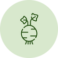 Celery Root